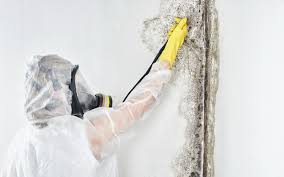 Professional Mold Prevention & Removal  in Newcomerstown, OH